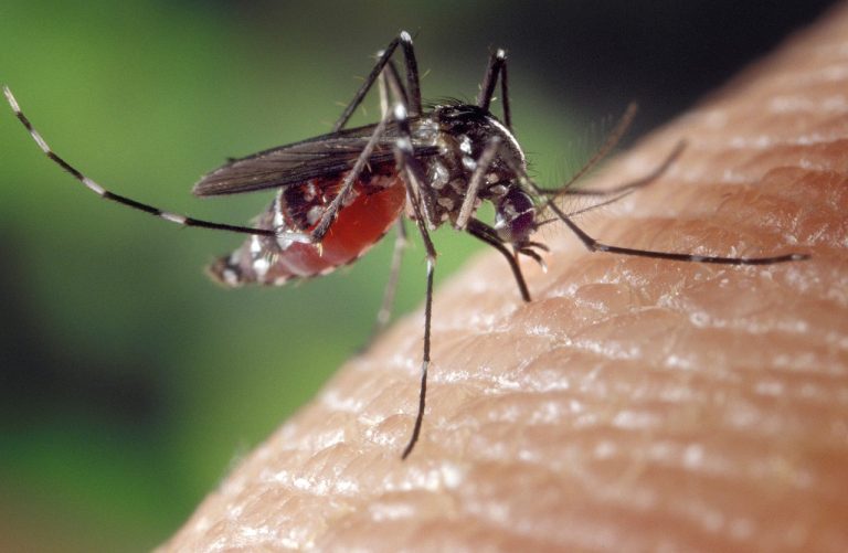 Quelle est la durée de vie d’un moustique ?