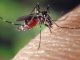 durée de vie d'un moustique