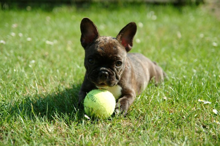 Chiots bouledogues français : Photos mignonnes et faits