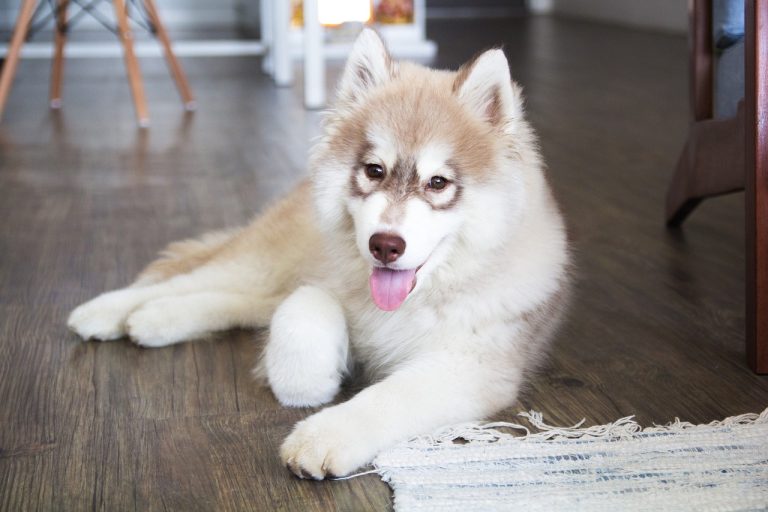 Avec ces races de chien, vous allez nager dans le bonheur