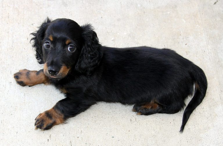 Chiots Teckel : Photos mignonnes et faits