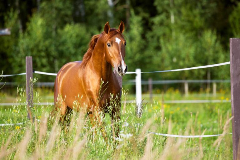 3 façons d’améliorer le quotidien de votre cheval