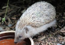 mettre à boire animaux sauvages canicule