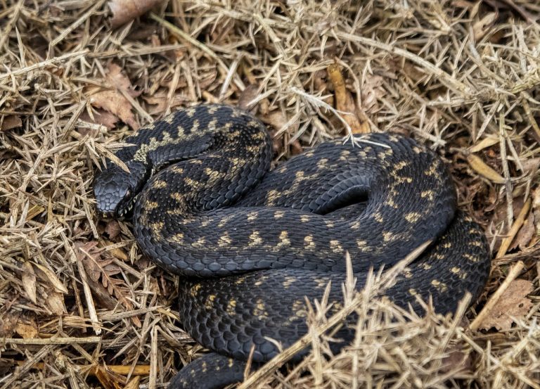 mourir d'une morsure de serpent en France