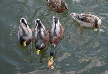 pas donner à manger du pain sec au canards