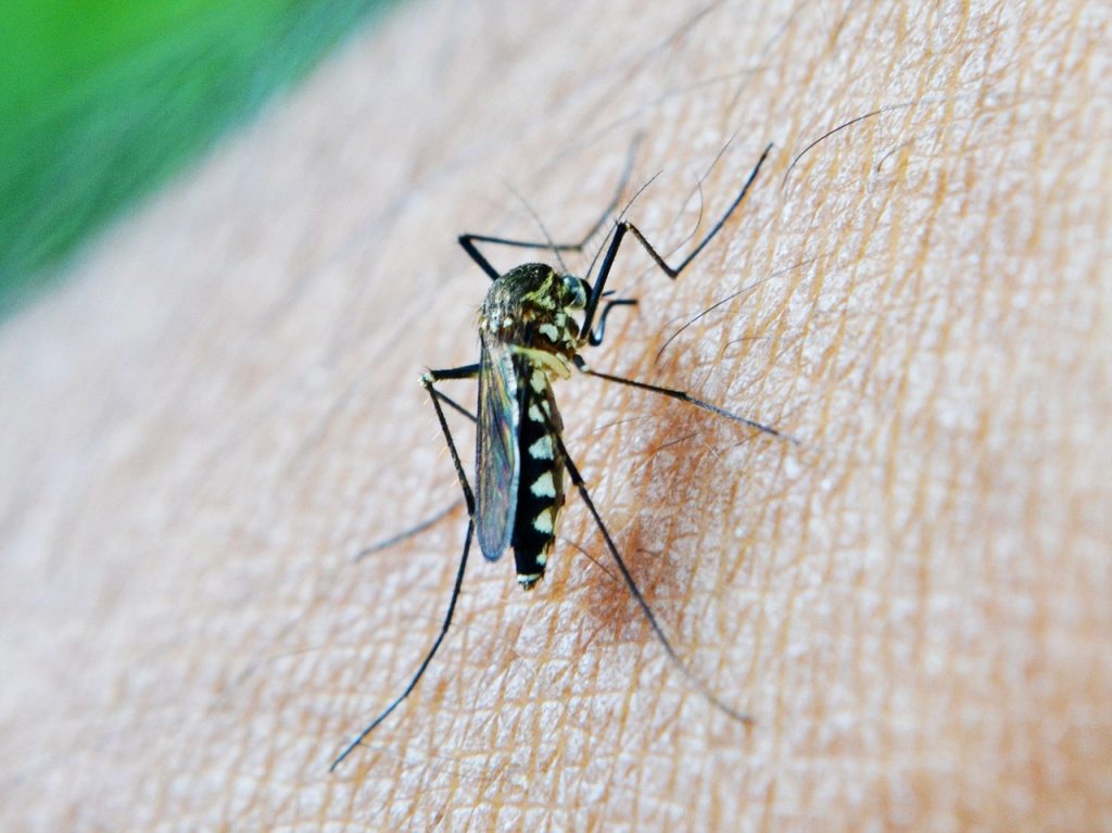 Quelle est la durée de vie d'un moustique ? - Animal.ch