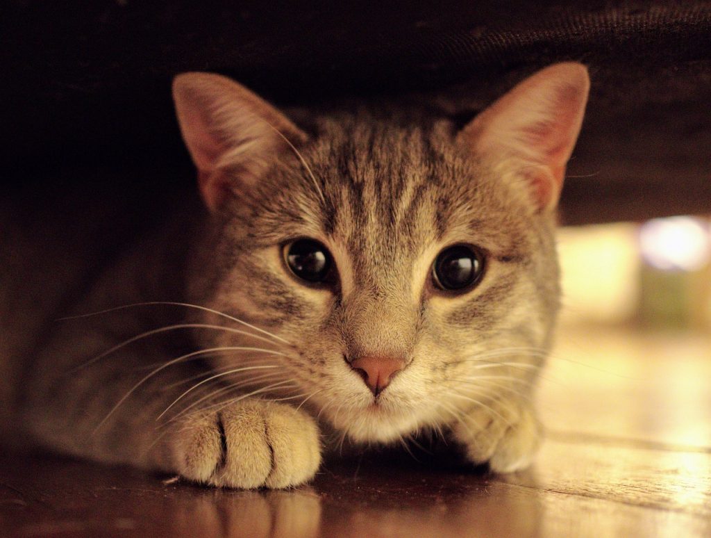Estce que les chats voient en couleurs ? Animal.ch