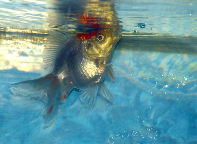 Que faire si vous trouvez un poisson mort dans votre aquarium ?