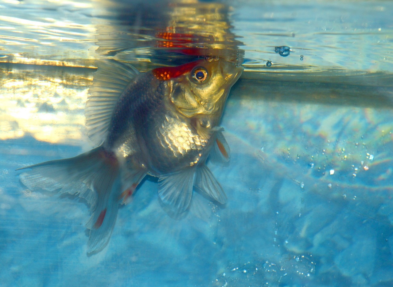 Comment gérer son aquarium et ses poissons pendant les vacances ?