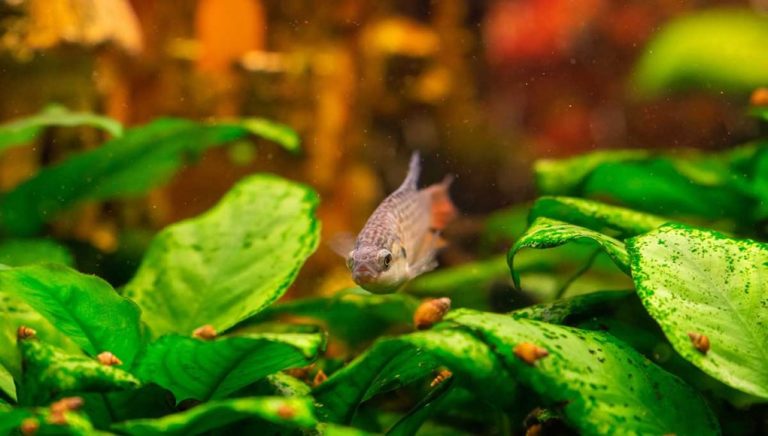 Quels poissons d’eau douce mangent les escargots en aquarium ?