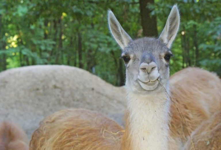 Pourquoi les lamas crachent ?