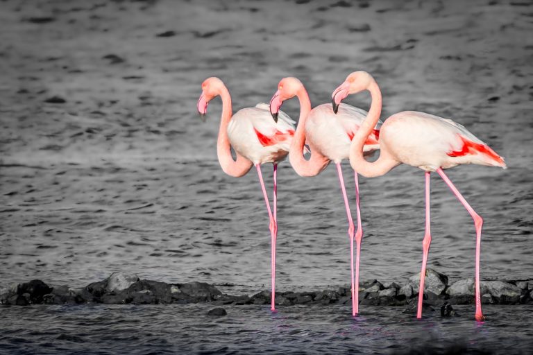 pourquoi les flamands roses sont roses