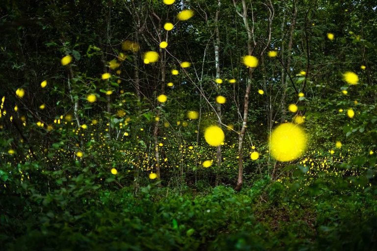 Pourquoi les lucioles brillent la nuit ?