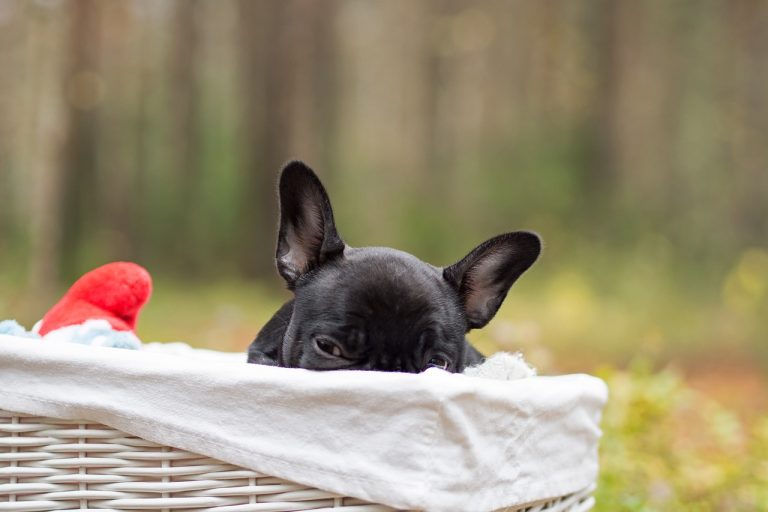 Pourquoi un chien ignore-t-il les autres chiens ?