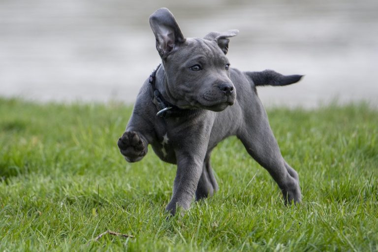 Découvrez vite ces races de chien qui sont les moins enflammées 