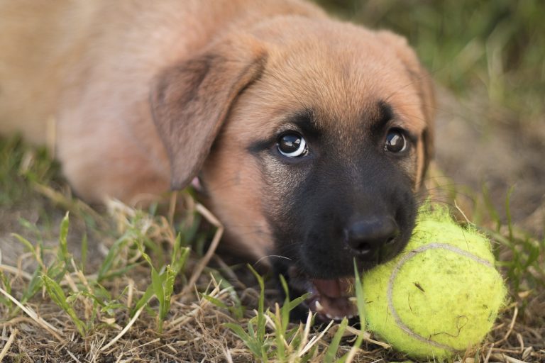 Les chiots bergers allemands : Photos mignonnes et faits