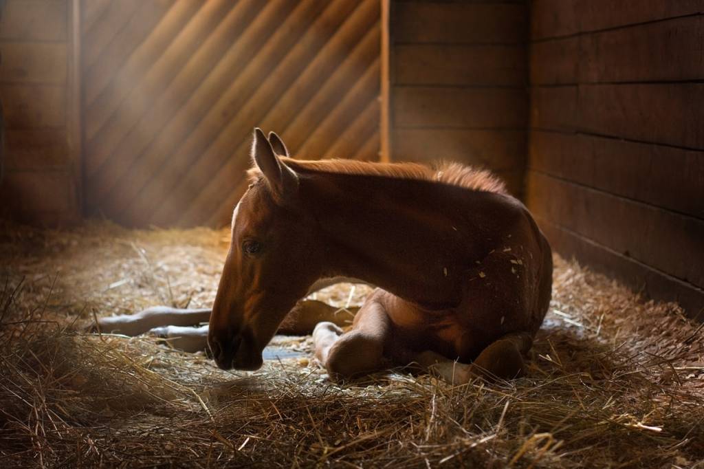 bien-être quotidien cheval litière box