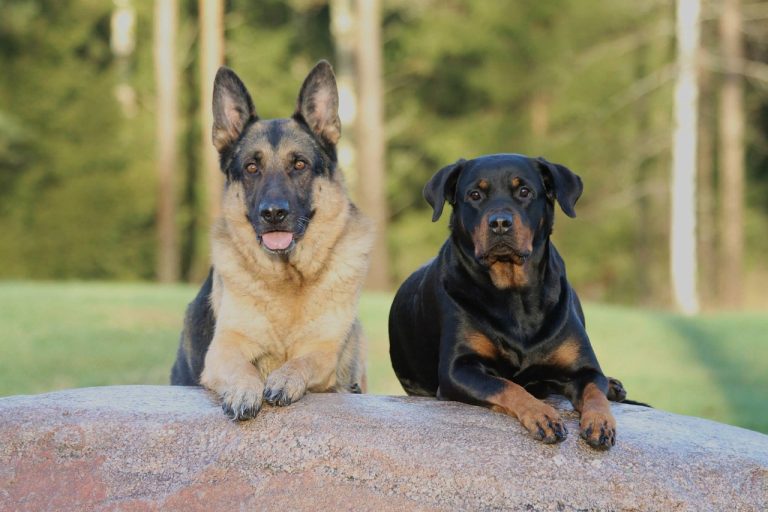 Races de chiens allemand