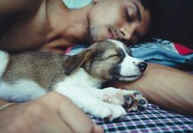 raisons de ne pas dormir avec son chien