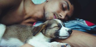 raisons de ne pas dormir avec son chien