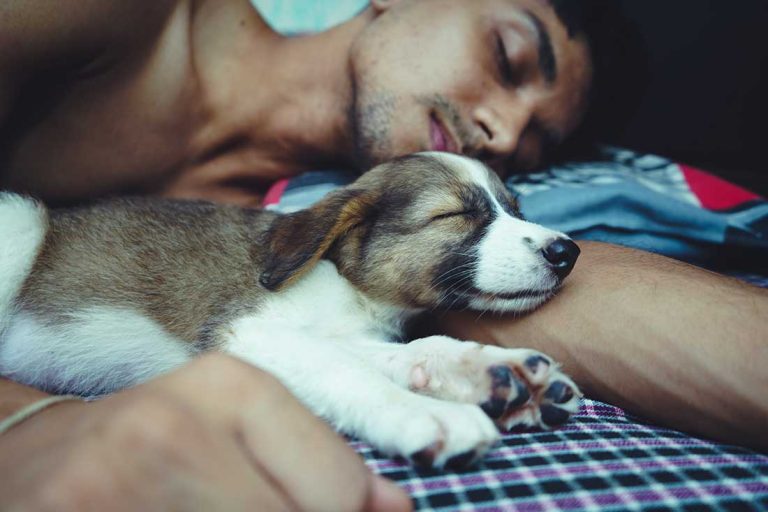 Selon un vétérinaire, voici 8 raisons majeures de ne pas dormir avec son chien
