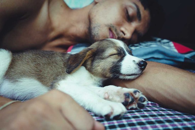 raisons de ne pas dormir avec son chien