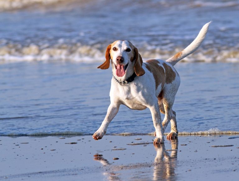 6 choses à faire pour garder le cœur de votre chien en bonne santé