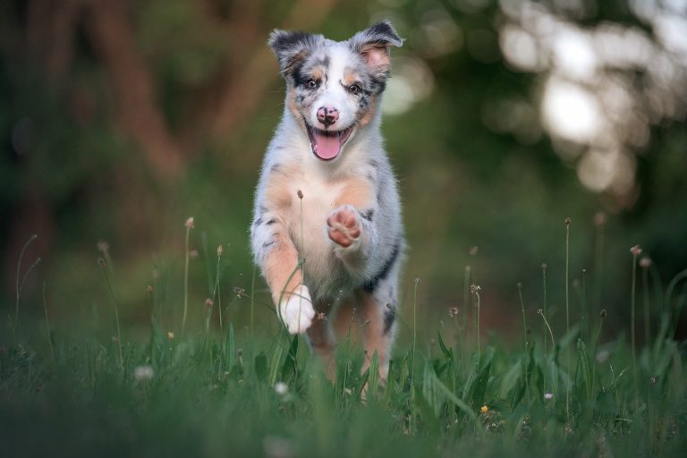 Les chiots bergers australiens : Photos mignonnes et faits