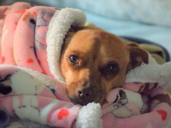 Trouver le bon vétérinaire pour votre chien