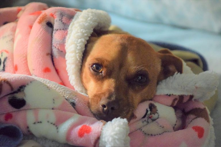 Trouver le bon vétérinaire pour votre chien