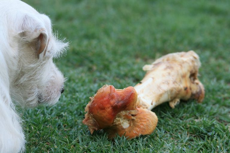 Comment choisir les friandises et les os pour chiens ?