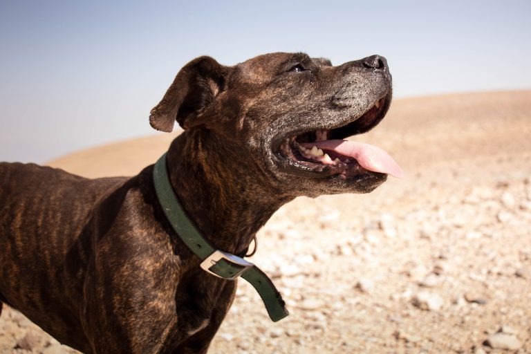 Découvrez 8 races de chien qui ne vont jamais manquer de respect à leur maître