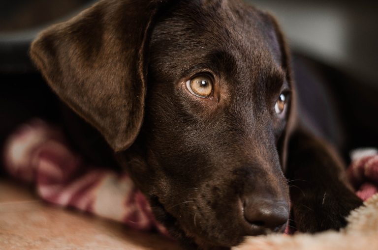 Ces 8 races de chien sont les plus chouettes que vous pourrez trouver