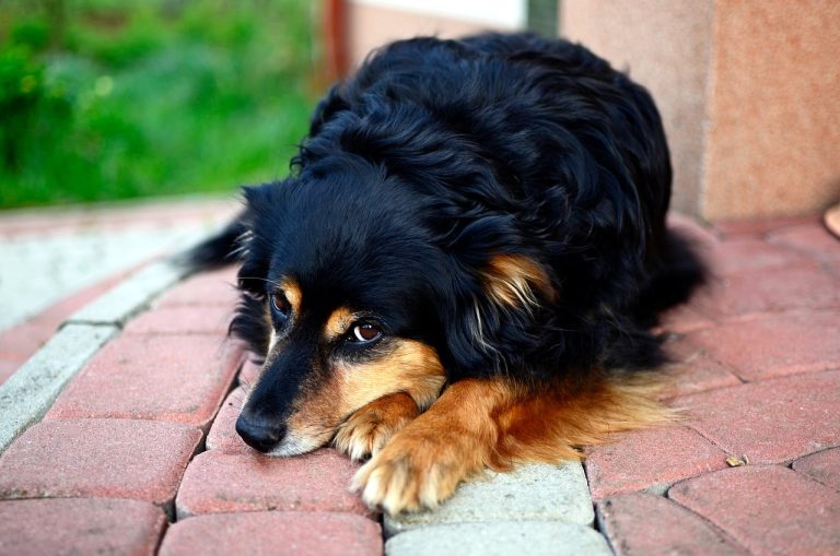 Voici 8 races de chien qui ont le plus peur de l’abandon