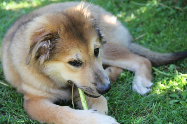 Élever un chiot : Les avantages des jouets à mâcher pour votre chien