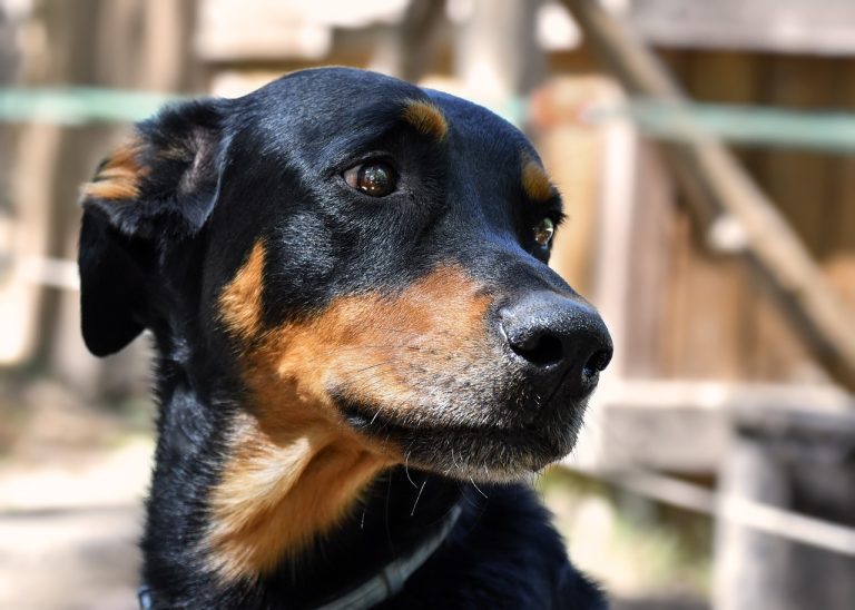 Comment obtenir un test ADN pour chien