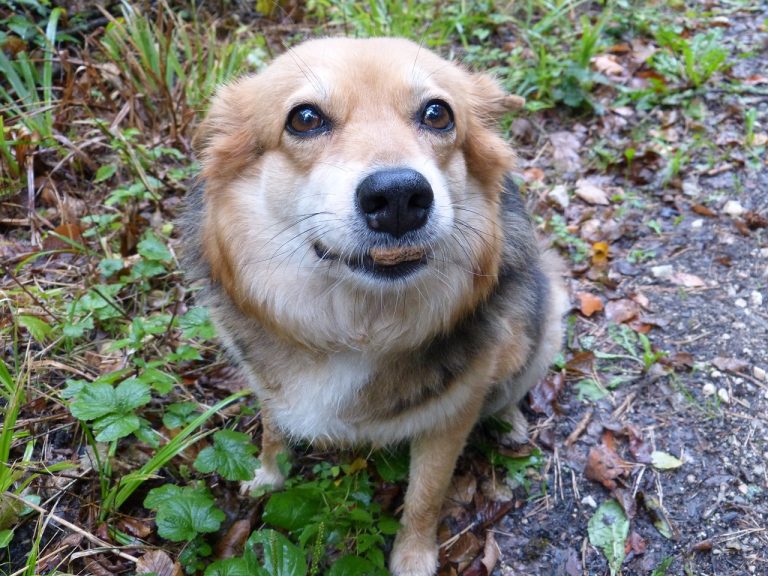 Quelles sont ces races de chien qui ont du mal à finir leur gamelle ?