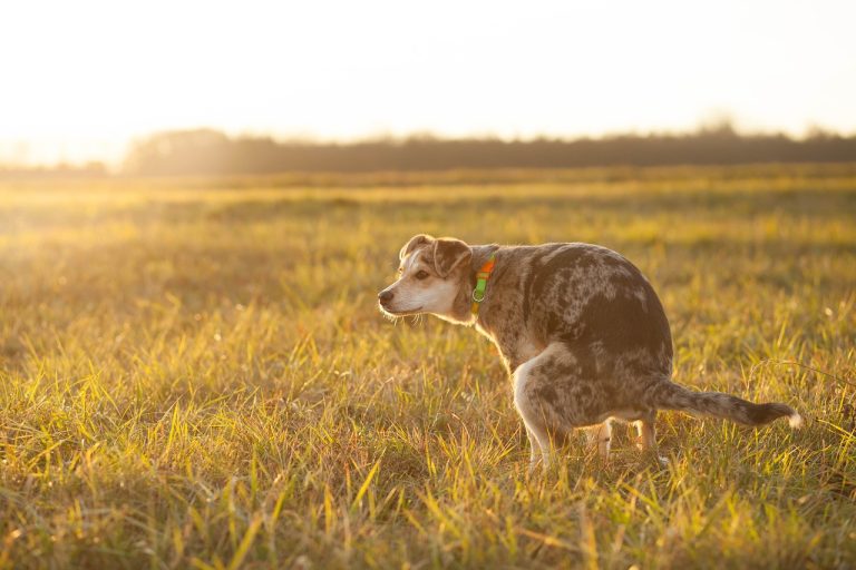 Pourquoi mon chien mange-t-il des crottes ?