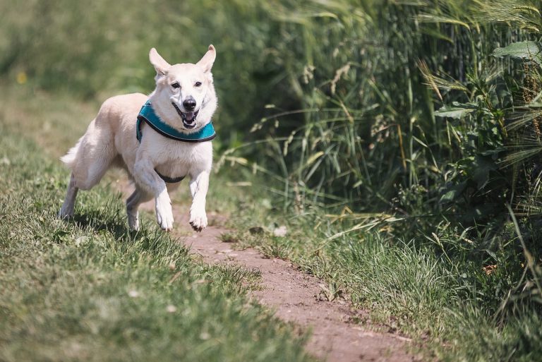 Attention à ces 8 races de chien qui ont tendance à se sauver de la maison 