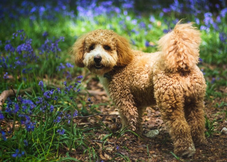 Avantages et inconvénients d’un Cavapoo