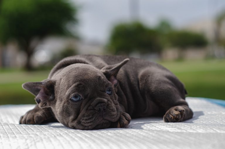 Quelles sont ces races de chien qui ne possèdent pas une grande vitalité ?