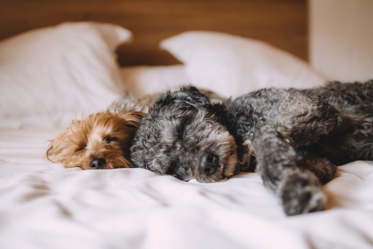 Voici 8 races de chien qui vont somnoler toute la journée
