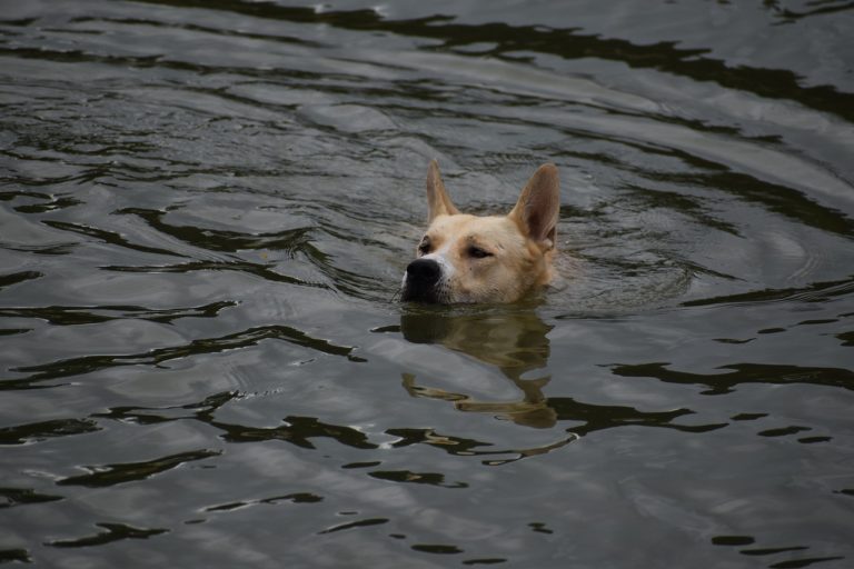 Attention, ces races de chien ont du mal à flotter dans l’eau