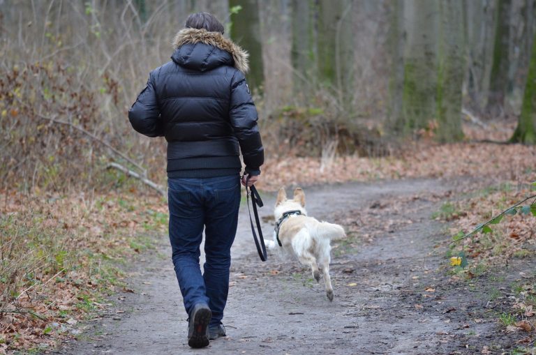 Tout ce dont vous avez besoin pour une randonnée avec votre chien