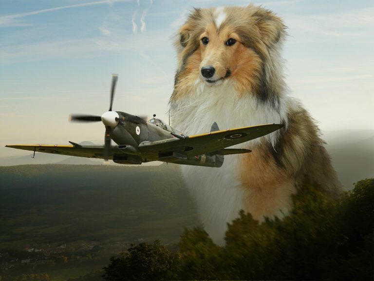 Comment assurer la sécurité de votre chien en avion