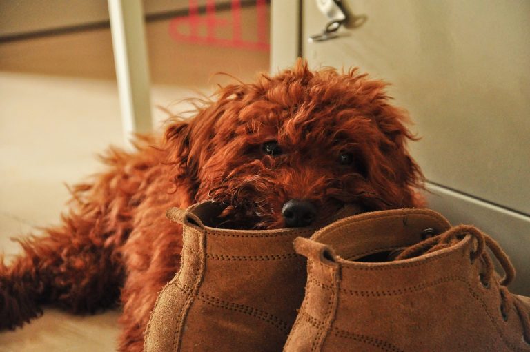 Comment empêcher votre chien de mâcher vos chaussures