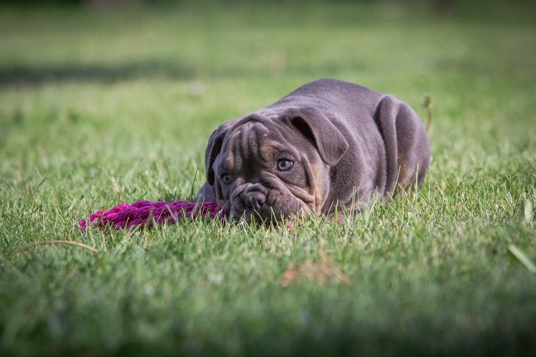 Comment empêcher votre chiot de mâcher