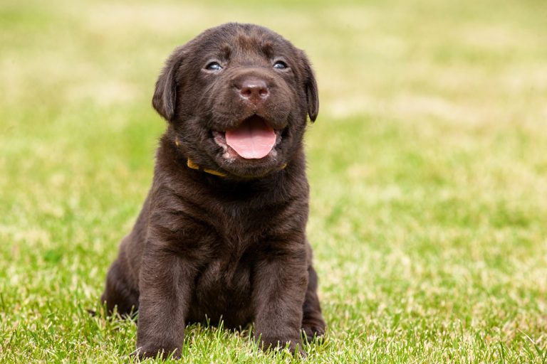 Les meilleures races de chiens pour les personnes handicapées