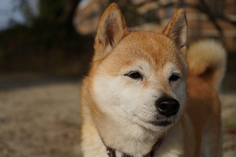 Le Shiba Inu « Doge Meme » est décédé