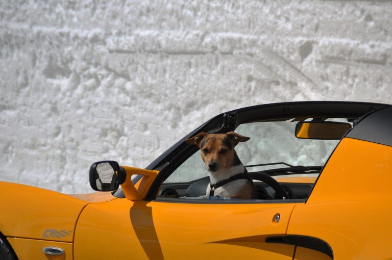Découvrez les 8 races de chien qui sont de supers passagers en voiture 